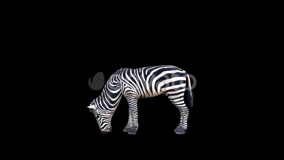 4K Zebra Eat Videohive 23469385 Motion Graphics Image 4