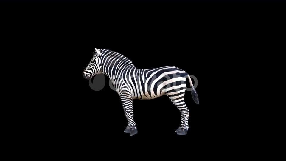 4K Zebra Eat Videohive 23469385 Motion Graphics Image 5