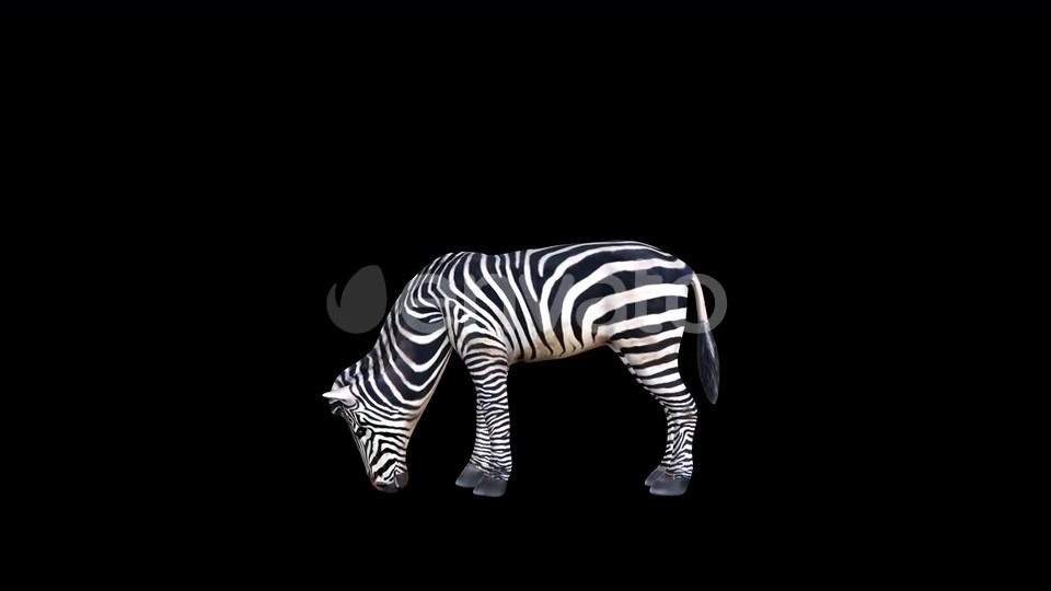 4K Zebra Eat Videohive 23469385 Motion Graphics Image 6