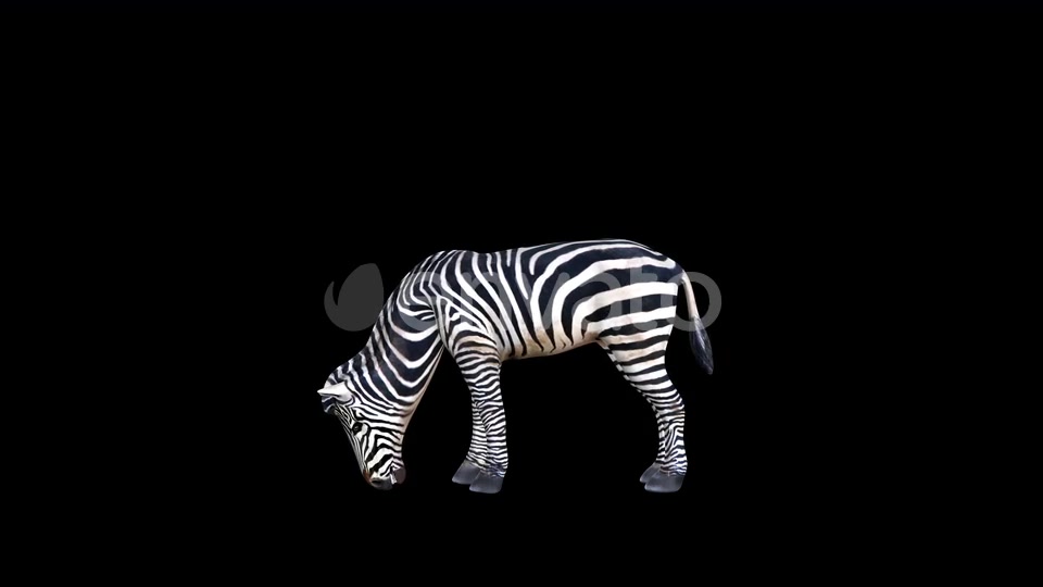 4K Zebra Eat Videohive 23469385 Motion Graphics Image 7