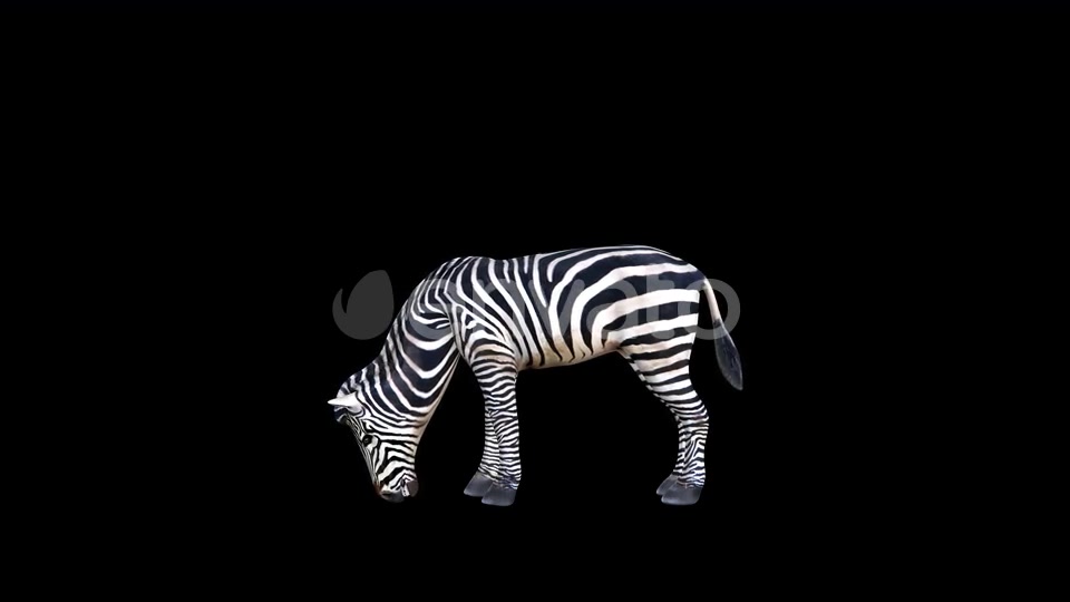 4K Zebra Eat Videohive 23469385 Motion Graphics Image 8