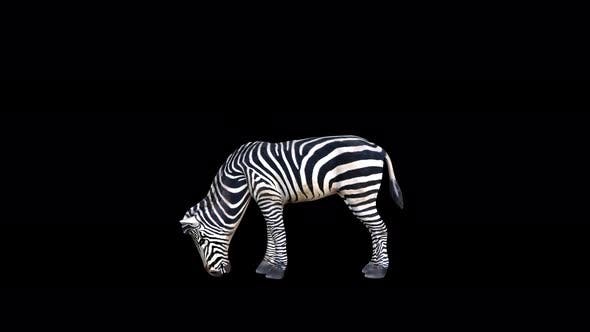 4K Zebra Eat - 23469385 Download Videohive