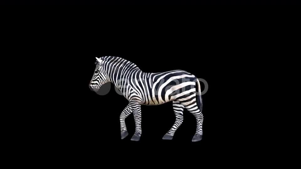 4K Zebra Walk Videohive 23469381 Motion Graphics Image 1