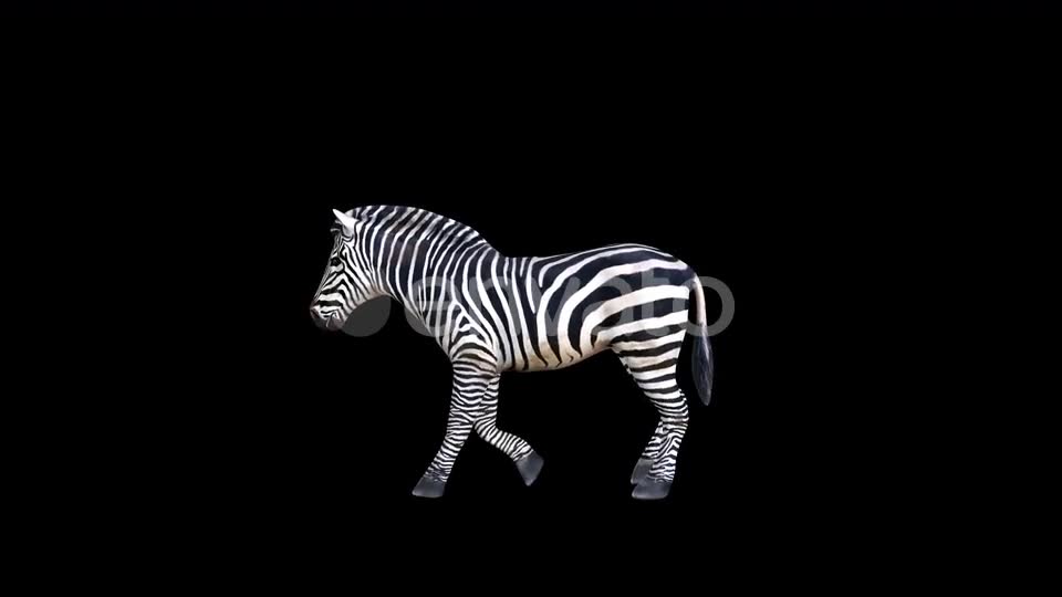 4K Zebra Walk Videohive 23469381 Motion Graphics Image 2