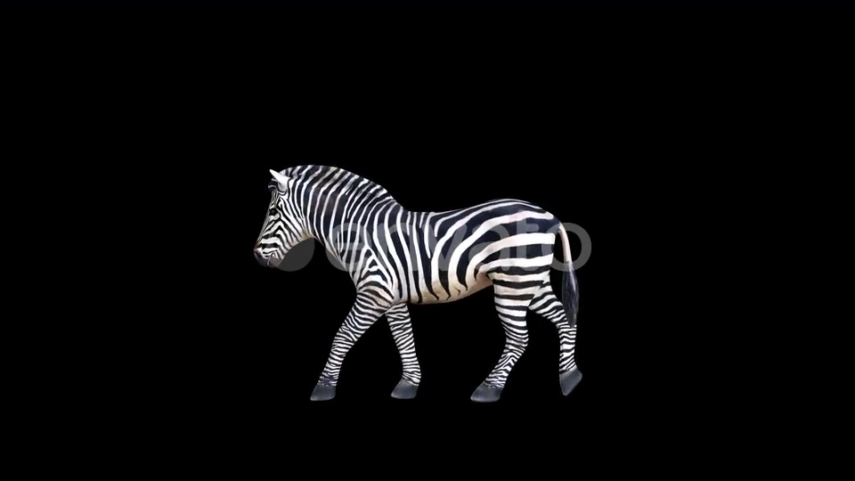 4K Zebra Walk Videohive 23469381 Motion Graphics Image 3