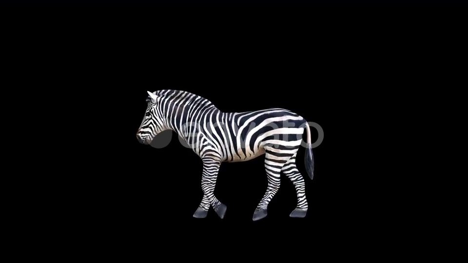 4K Zebra Walk Videohive 23469381 Motion Graphics Image 4