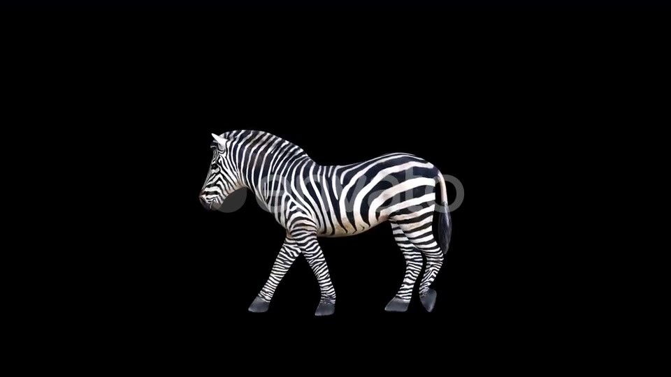 4K Zebra Walk Videohive 23469381 Motion Graphics Image 5