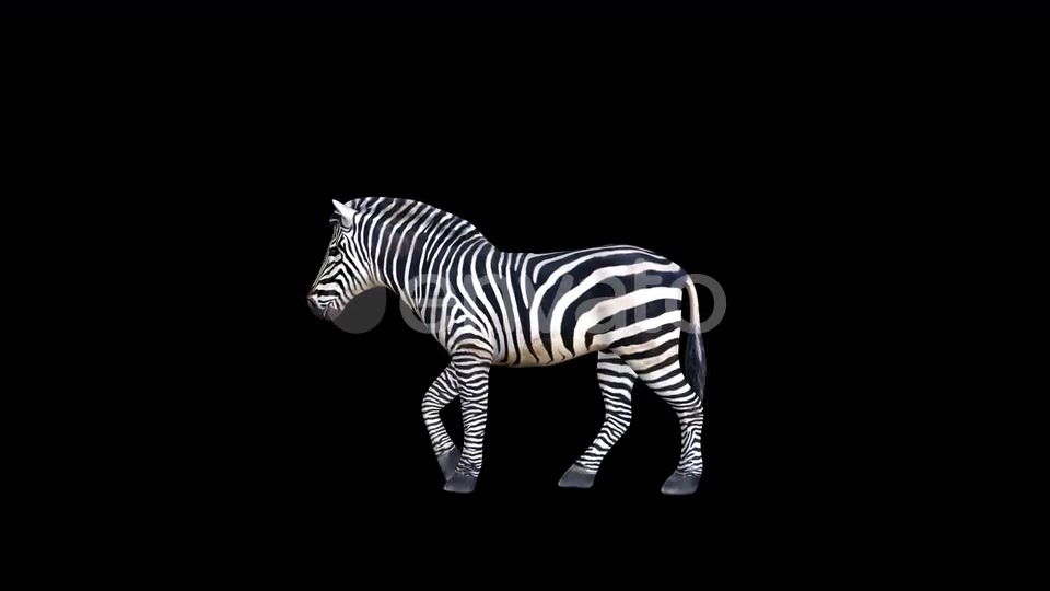 4K Zebra Walk Videohive 23469381 Motion Graphics Image 6