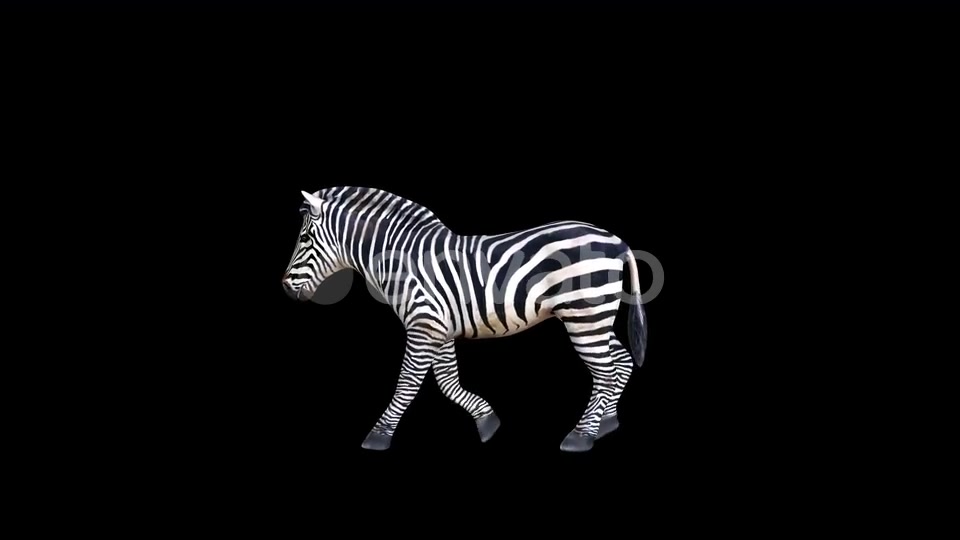 4K Zebra Walk Videohive 23469381 Motion Graphics Image 7