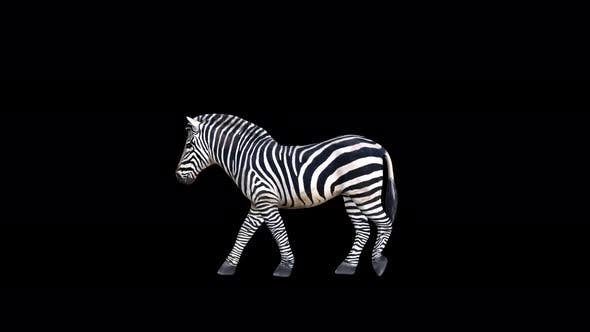 4K Zebra Walk - Videohive Download 23469381