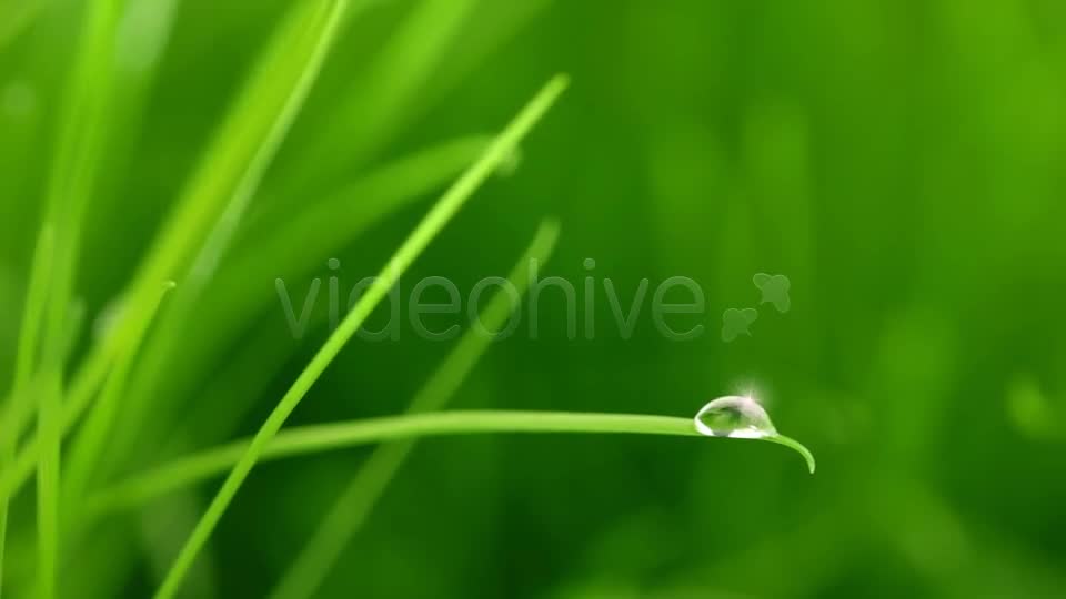 A Raindrop On Blade Of Grass Videohive 5208208 Motion Graphics Image 1