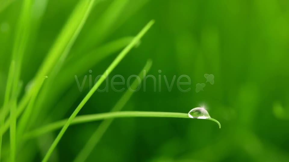 A Raindrop On Blade Of Grass Videohive 5208208 Motion Graphics Image 2