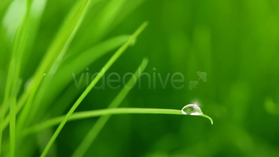 A Raindrop On Blade Of Grass Videohive 5208208 Motion Graphics Image 3