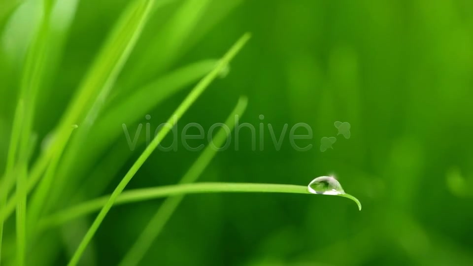 A Raindrop On Blade Of Grass Videohive 5208208 Motion Graphics Image 4