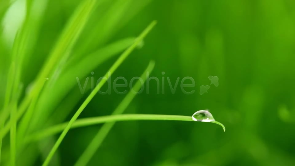 A Raindrop On Blade Of Grass Videohive 5208208 Motion Graphics Image 6