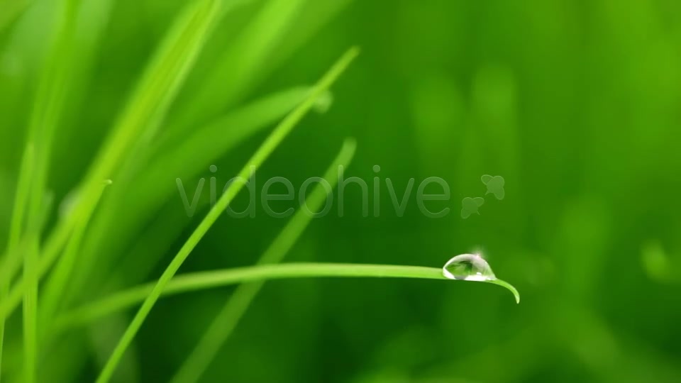 A Raindrop On Blade Of Grass Videohive 5208208 Motion Graphics Image 7