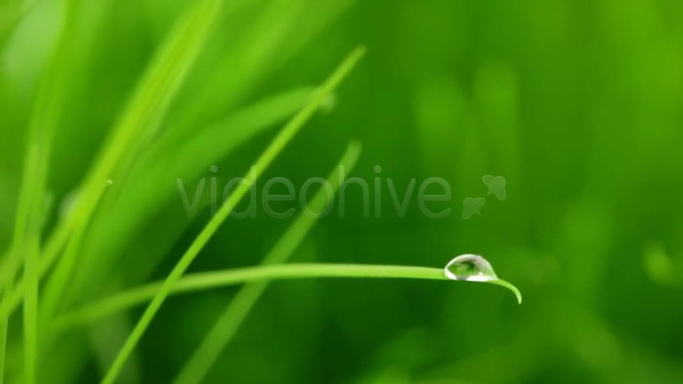 A Raindrop On Blade Of Grass Videohive 5208208 Motion Graphics Image 8