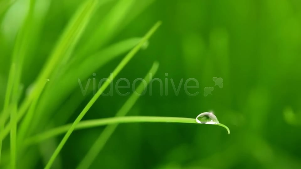 A Raindrop On Blade Of Grass Videohive 5208208 Motion Graphics Image 9