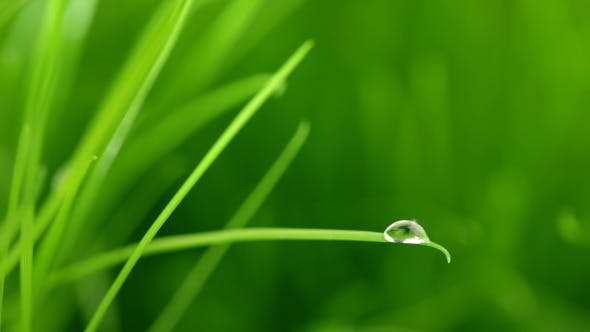 A Raindrop On Blade Of Grass - Videohive Download 5208208