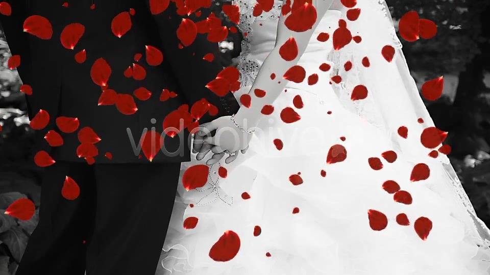 Alfa Rose Petals (2 in 1) Videohive 9009239 Motion Graphics Image 8
