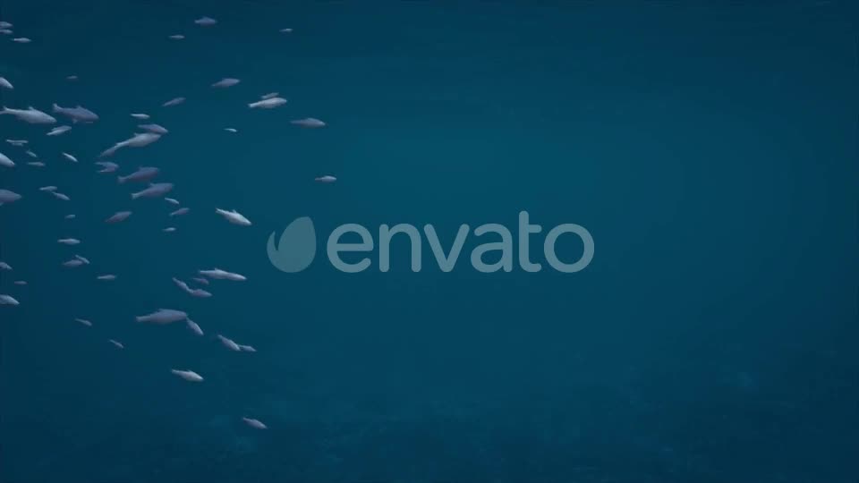 Alpha Channel Fish Pack Videohive 23821949 Motion Graphics Image 1
