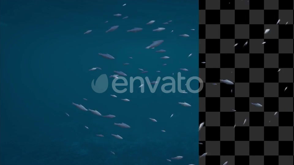 Alpha Channel Fish Pack Videohive 23821949 Motion Graphics Image 2