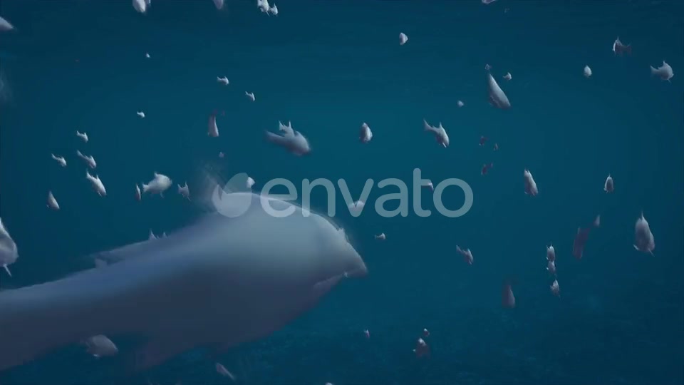 Alpha Channel Fish Pack Videohive 23821949 Motion Graphics Image 4