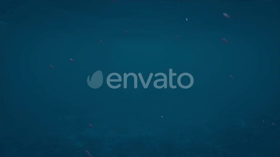 Alpha Channel Fish Pack Videohive 23821949 Motion Graphics Image 5