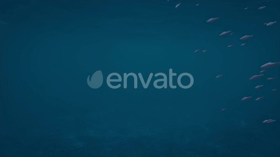 Alpha Channel Fish Pack Videohive 23821949 Motion Graphics Image 6