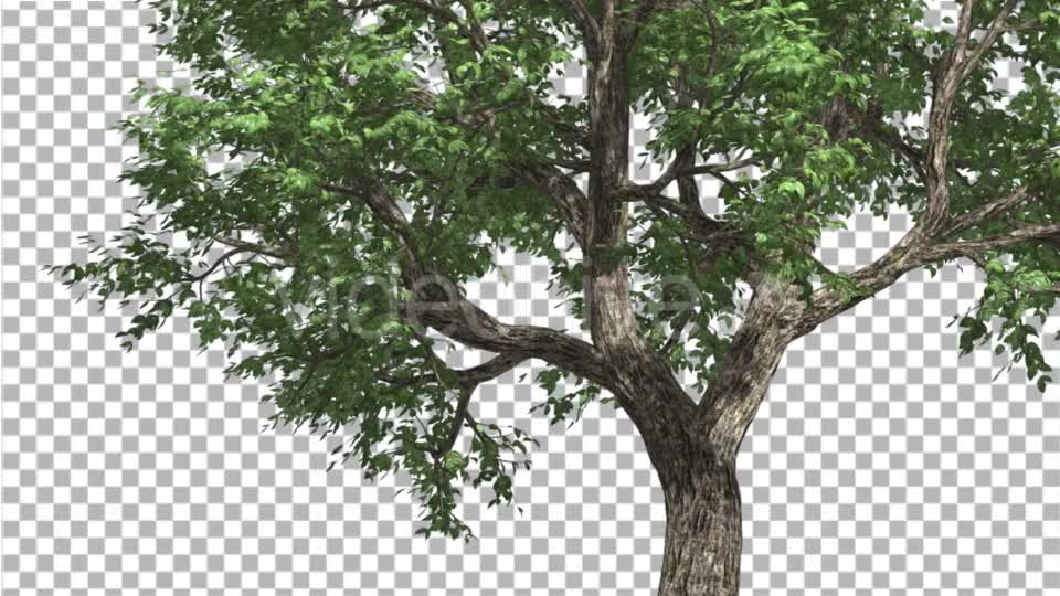 Amur CorkTree Tree Trunk Green Leaves Branches Videohive 13863387 Motion Graphics Image 1