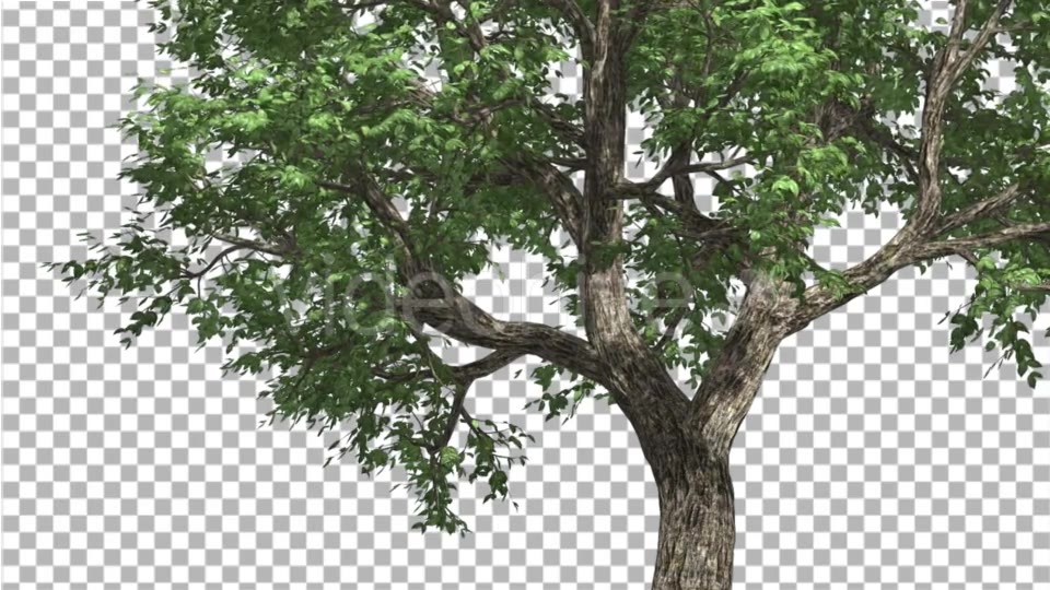 Amur CorkTree Tree Trunk Green Leaves Branches Videohive 13863387 Motion Graphics Image 5