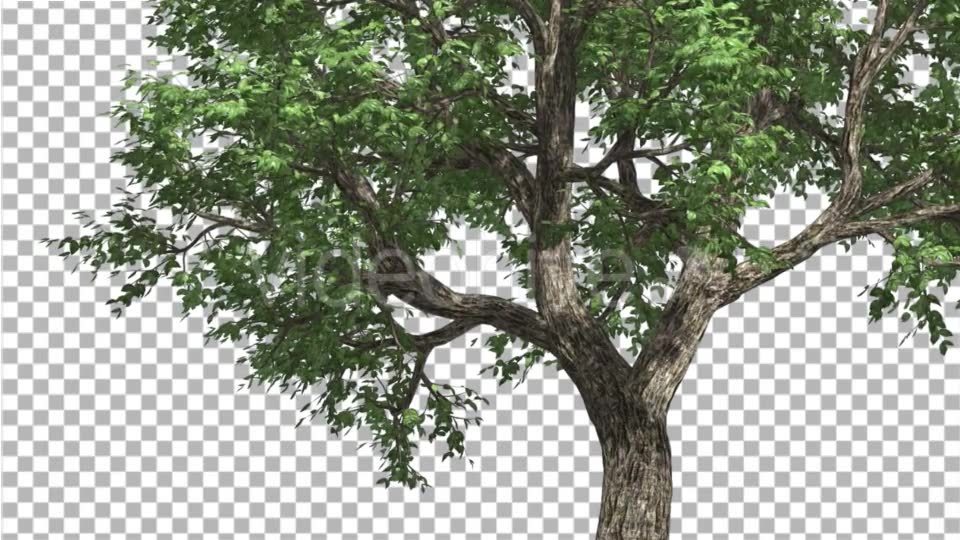 Amur CorkTree Tree Trunk Green Leaves Branches Videohive 13863387 Motion Graphics Image 6