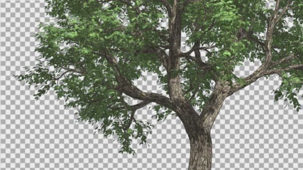 Amur CorkTree Tree Trunk Green Leaves Branches - Download Videohive 13863387