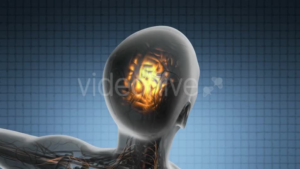 Anatomy Of Human Brain Videohive 18483257 Motion Graphics Image 1