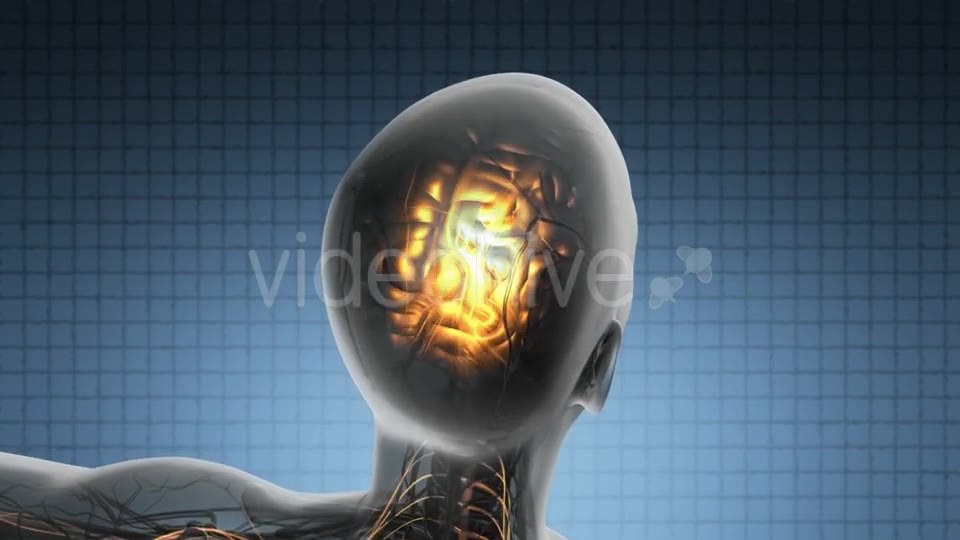 Anatomy Of Human Brain Videohive 18483257 Motion Graphics Image 2