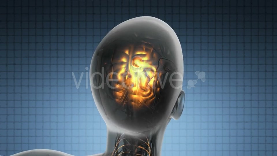 Anatomy Of Human Brain Videohive 18483257 Motion Graphics Image 3