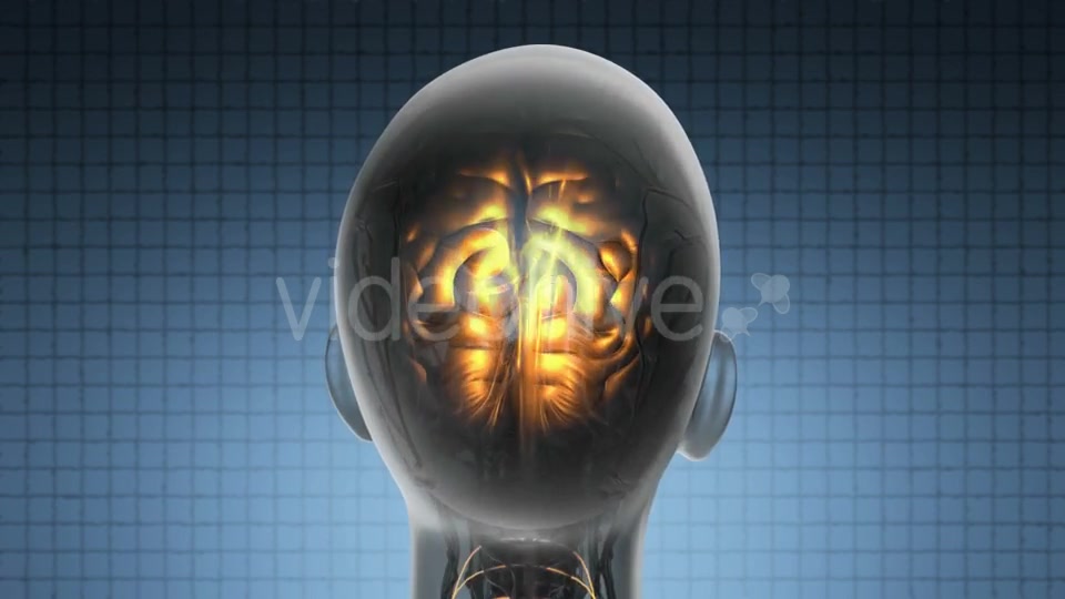 Anatomy Of Human Brain Videohive 18483257 Motion Graphics Image 4