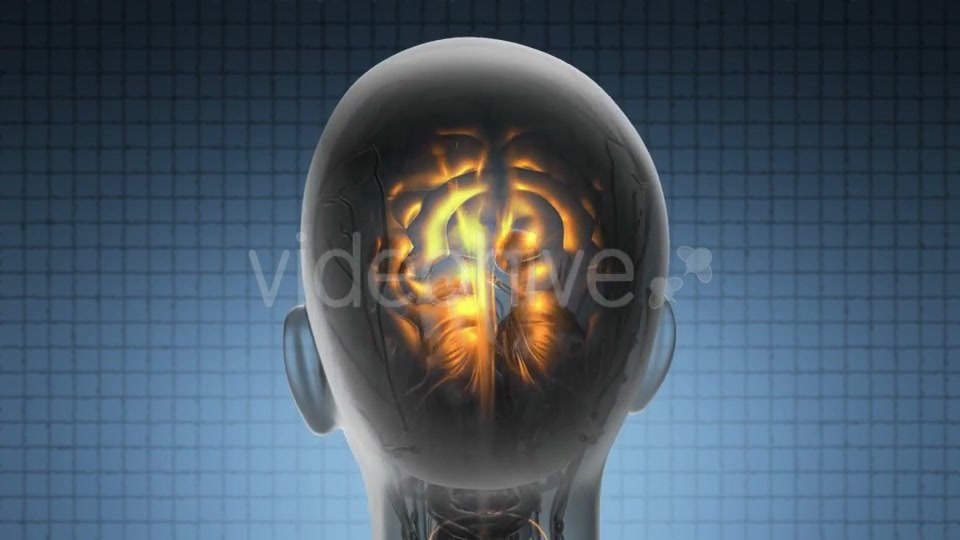 Anatomy Of Human Brain Videohive 18483257 Motion Graphics Image 5