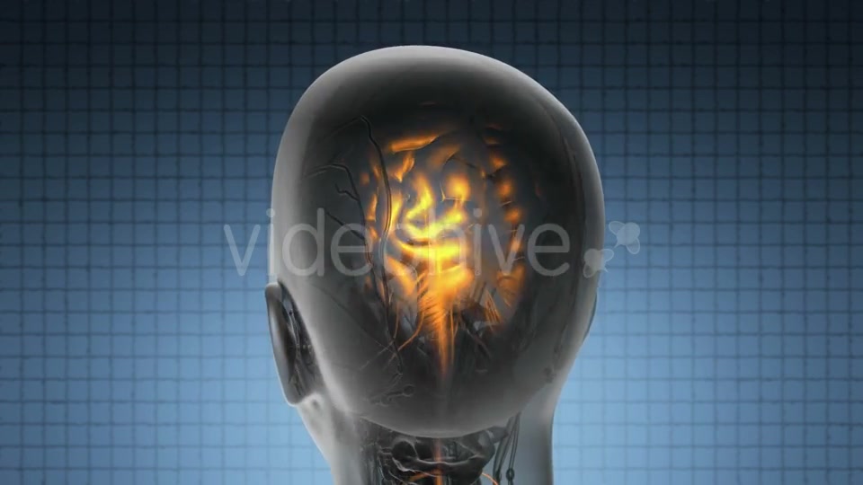 Anatomy Of Human Brain Videohive 18483257 Motion Graphics Image 6