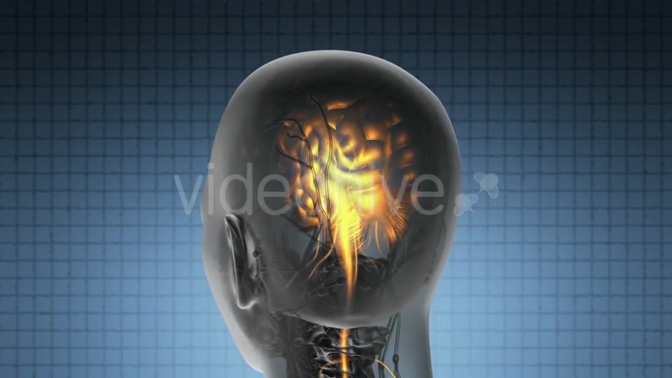 Anatomy Of Human Brain Videohive 18483257 Motion Graphics Image 7