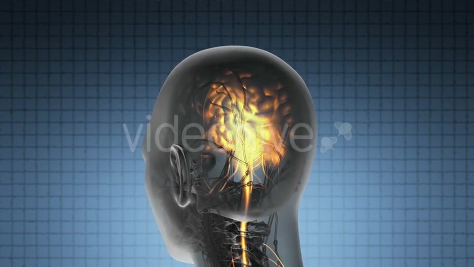 Anatomy Of Human Brain Videohive 18483257 Motion Graphics Image 8