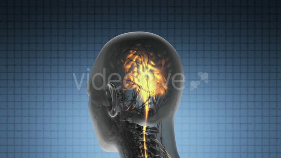 Anatomy Of Human Brain Videohive 18483257 Motion Graphics Image 9