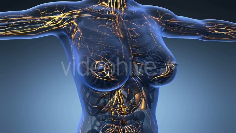 Anatomy Of Woman Limphatic System Videohive 18643205 Motion Graphics Image 1