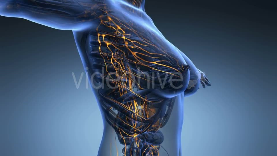 Anatomy Of Woman Limphatic System Videohive 18643205 Motion Graphics Image 2