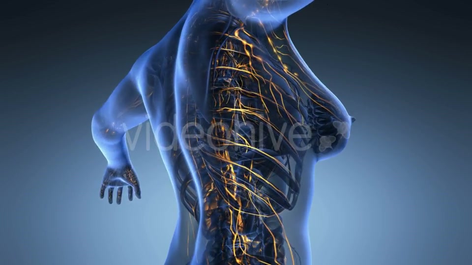 Anatomy Of Woman Limphatic System Videohive 18643205 Motion Graphics Image 3