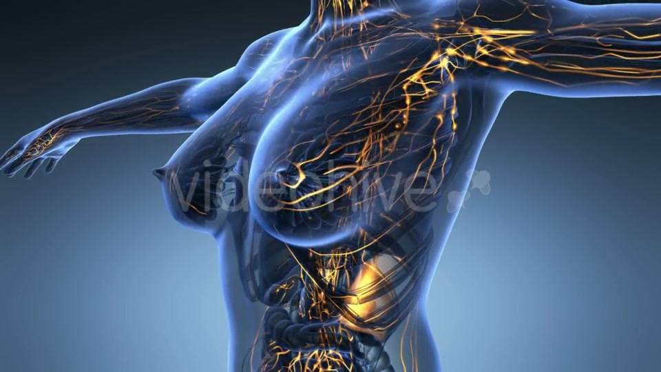 Anatomy Of Woman Limphatic System Videohive 18643205 Motion Graphics Image 7