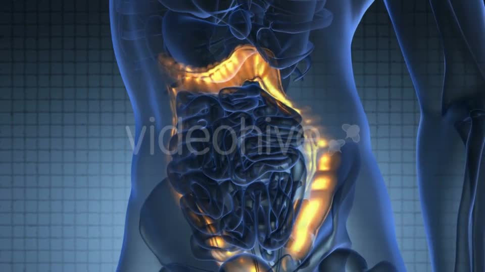 Anatomy Scan Of Human Colon Videohive 18483294 Motion Graphics Image 1