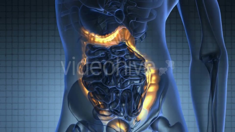 Anatomy Scan Of Human Colon Videohive 18483294 Motion Graphics Image 2
