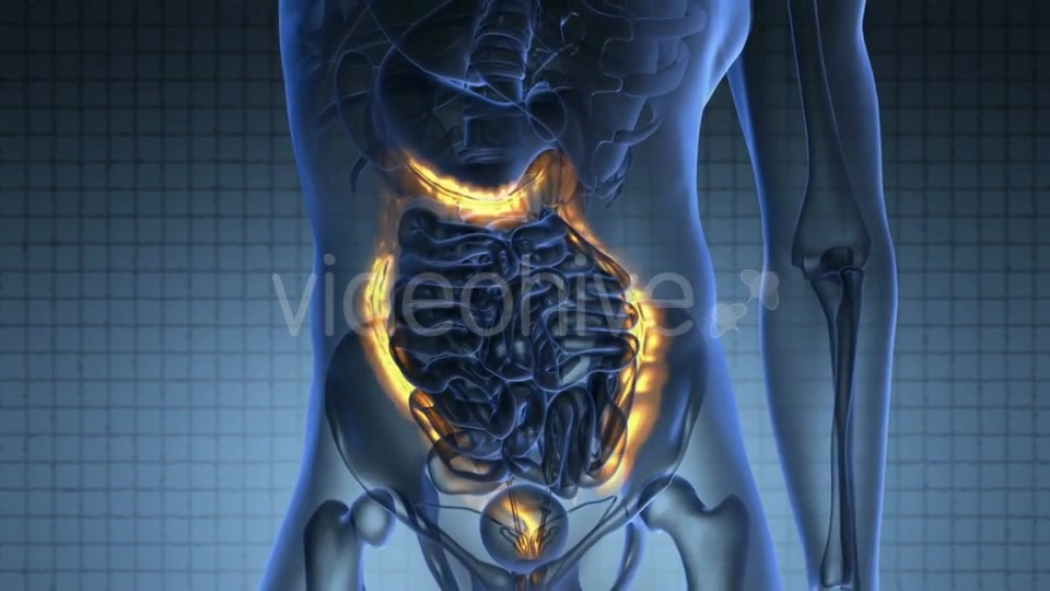 Anatomy Scan Of Human Colon Videohive 18483294 Motion Graphics Image 3