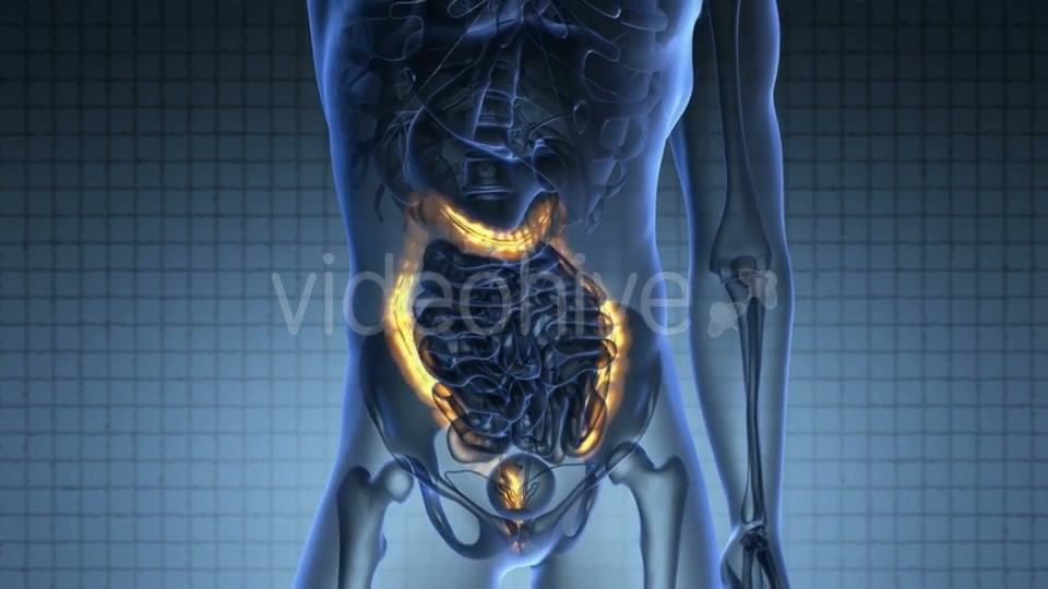 Anatomy Scan Of Human Colon Videohive 18483294 Motion Graphics Image 4